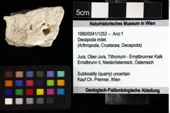 Foto (Objket + Etiketten) von Decapoda indet. 